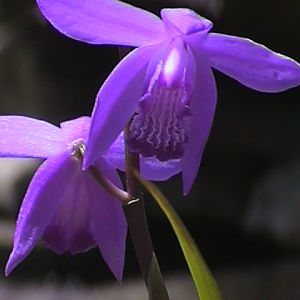 Pond Orchids