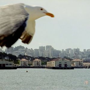 Bird and San Francisco