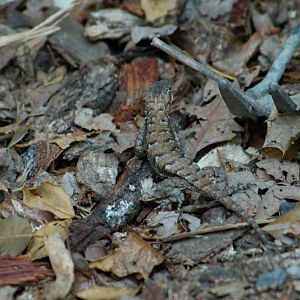 Lizard on the ground