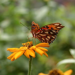Butterfly 1 @ Brookside Gardens