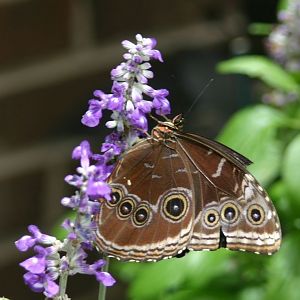 Butterfly 3 @ Brookside gardens