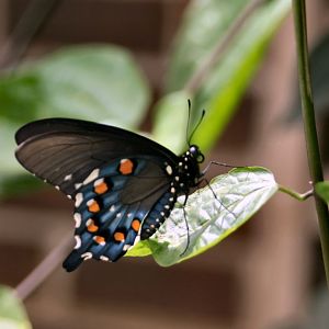 Butterfly 5 @ Brookside Gardens