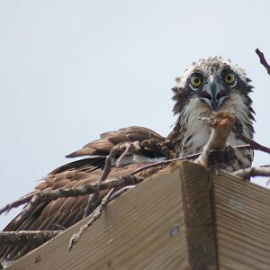 Osprey