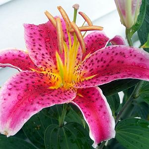 asian lily