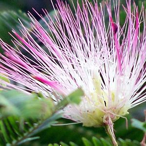 mimosa flower