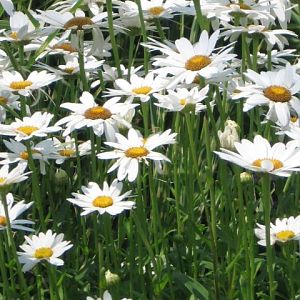 Daisies Abound II