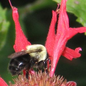 No wonder they call it "BEE BALM"