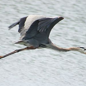 Blue Heron in flight