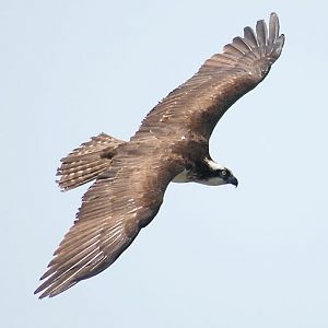 Osprey