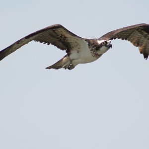 Osprey