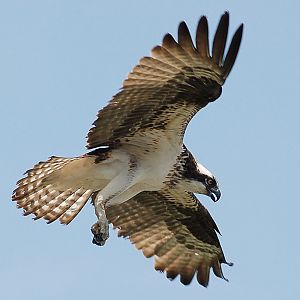 Osprey landing