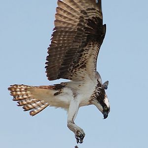 Osprey landing