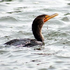 Cormorant has a bad day