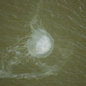 Jelly Fish