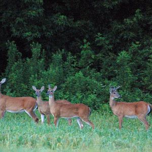 4 Deer (way to dark out - 8:40pm)