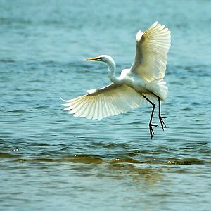 Dance of the Great Egret (enhanced)