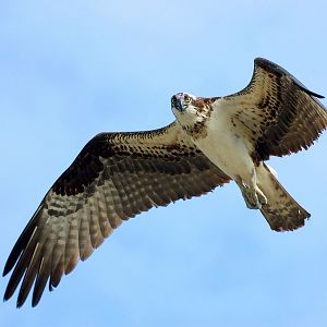 Osprey looking at you (enhanced)