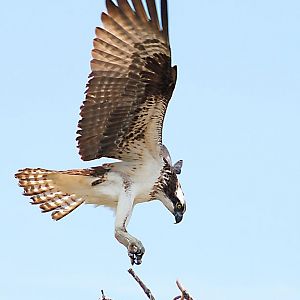 Osprey Landing (enhanced)