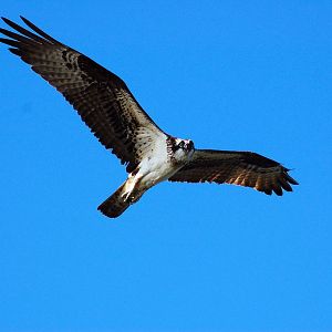 Another of a Osprey in flight