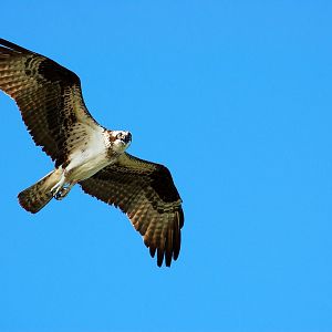 Another of a Osprey in flight