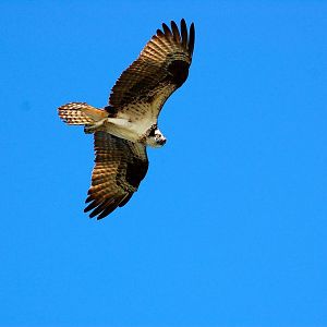 Another of a Osprey in flight