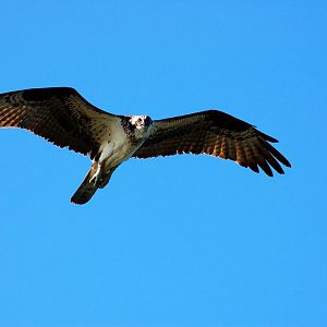 Another of a Osprey in flight