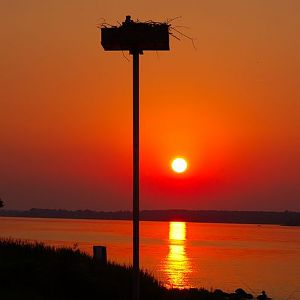 Osprey Nest at Sunset