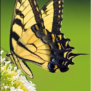 Tiger-Swallowtail-Butterfly