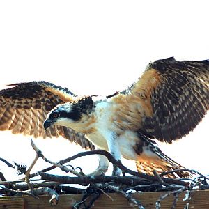 Baby Osprey grows up fast (still can't fly)