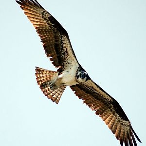 osprey026