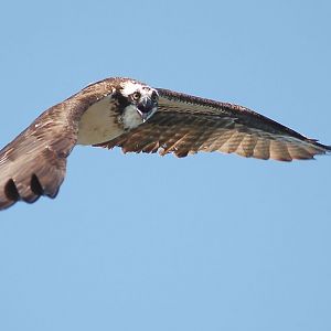 osprey025