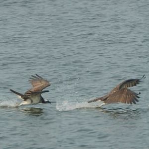 Osprey in Flight - Fishing