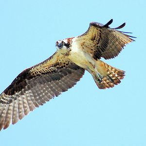 Osprey in Flight