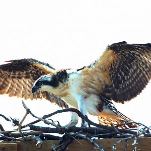 Juvenile Osprey - Allmost ready to fly