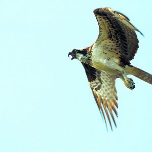 Mad Mother Osprey