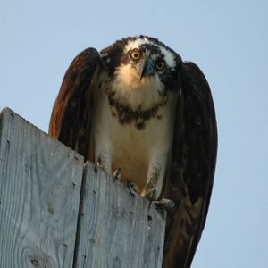 Curiosity Killed the... Osprey?