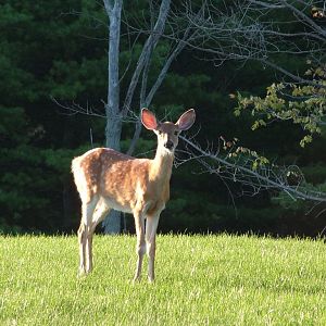 Young Deer in New York