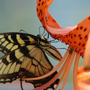 Butterfly_and_Tiger_Lilly