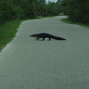 Gator Crossing