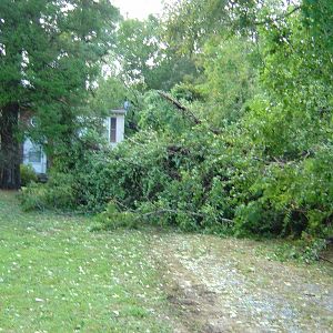 Ernesto Tree Damage