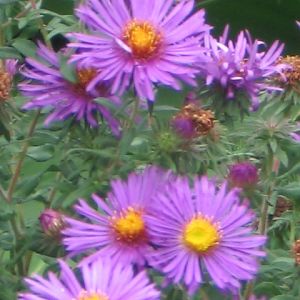 Asters of fall