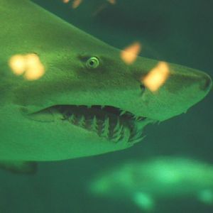 shark_3