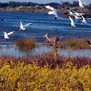 Deer on the sound in NC & scared birds