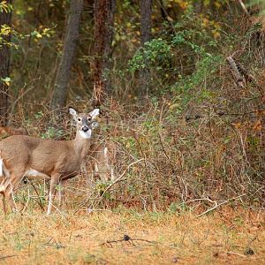 Deer at Point Lookout 2