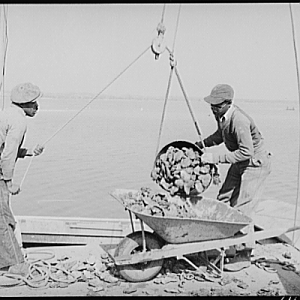 Unloading Oysters. Rock Point, Maryland, 1941