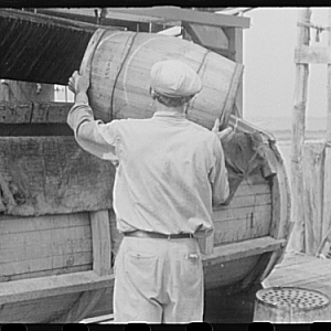 Dumping crabs into cooker. Rock Point, Maryland, 1941