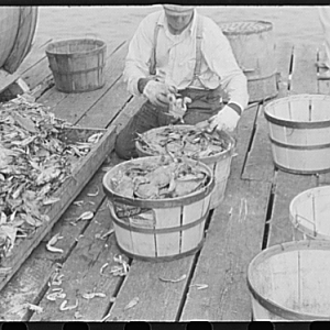 Sorting Crabs, Rock Point, Maryland, 1941