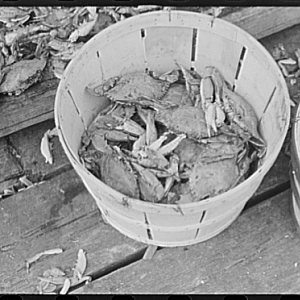 Part of a basket of select crabs. Rock Point, Maryland, Sept. 1941