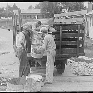 Loading crabs to be shipped to Washington, 1941 Sept.