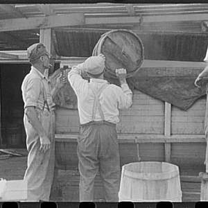 Dumping crabs into cooker. Rock Point, Maryland, 1941 Sept.